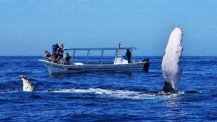 Whale Watching from Trincomalee