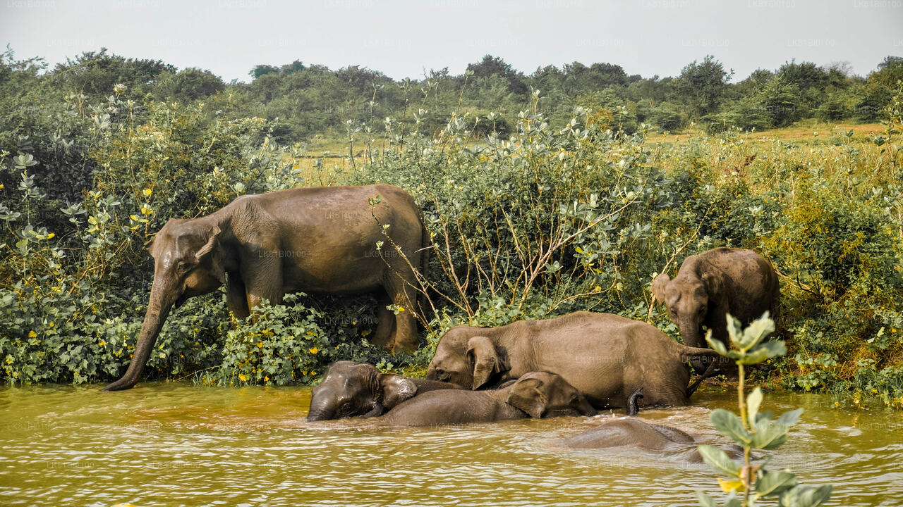 Safari from Hambantota