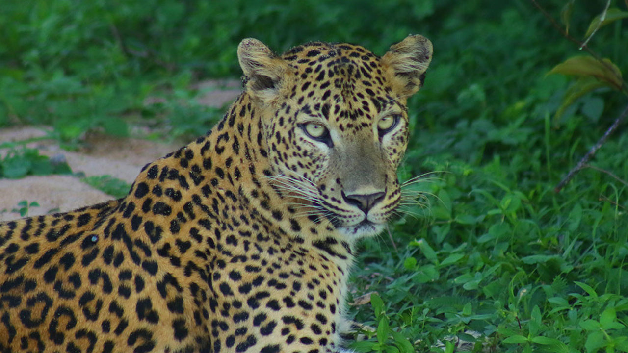 Safari from Polonnaruwa