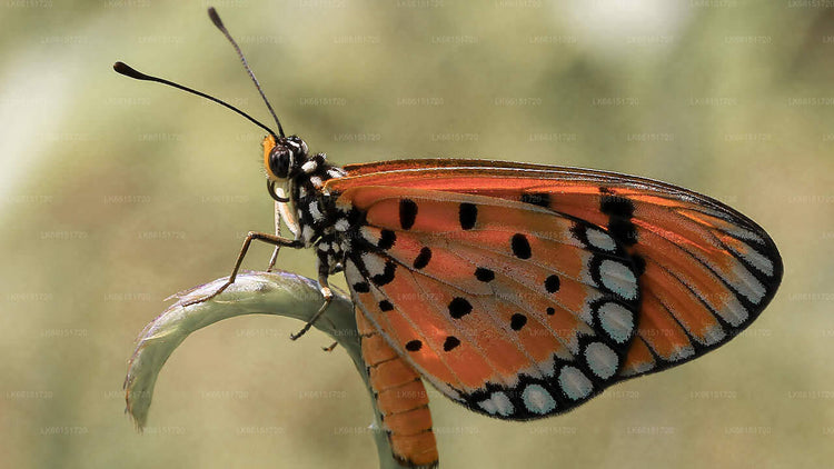 Butterfly Watching from Sigiriya