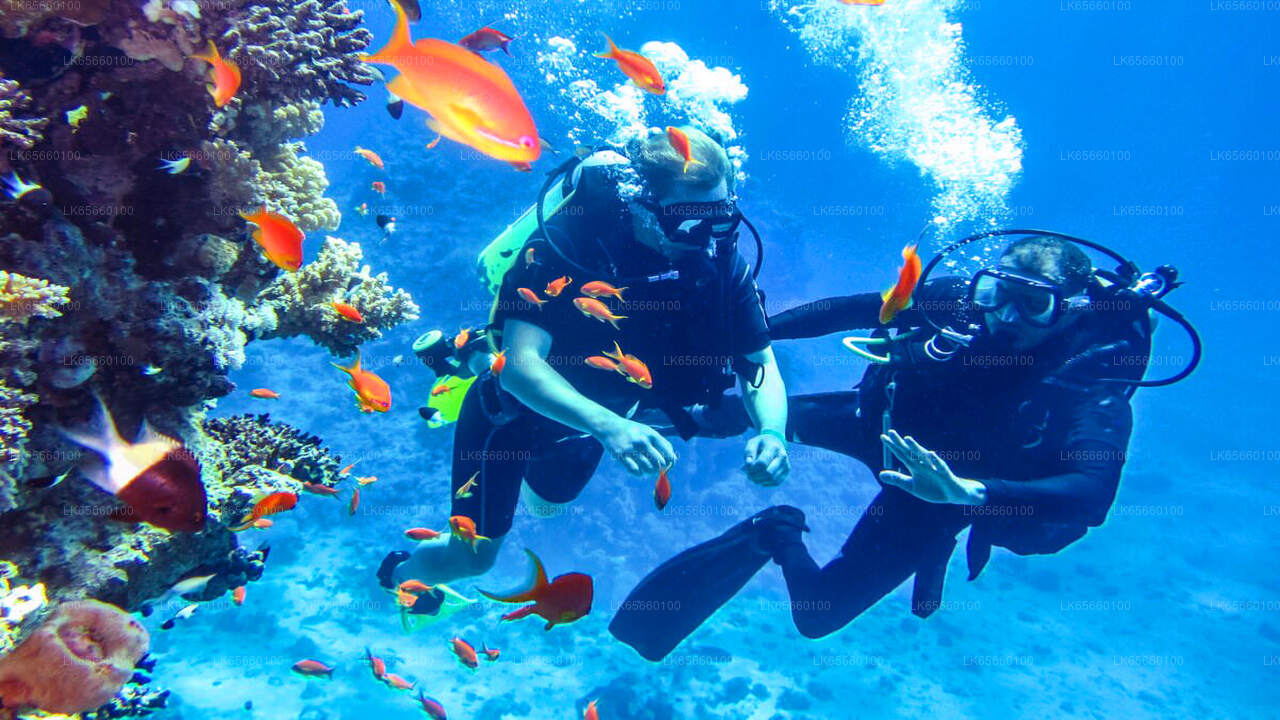 Diving from Mount Lavinia