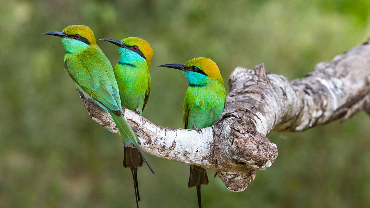 Birdwatching from Kitulgala