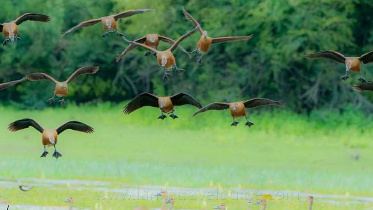 Birdwatching from Kumana