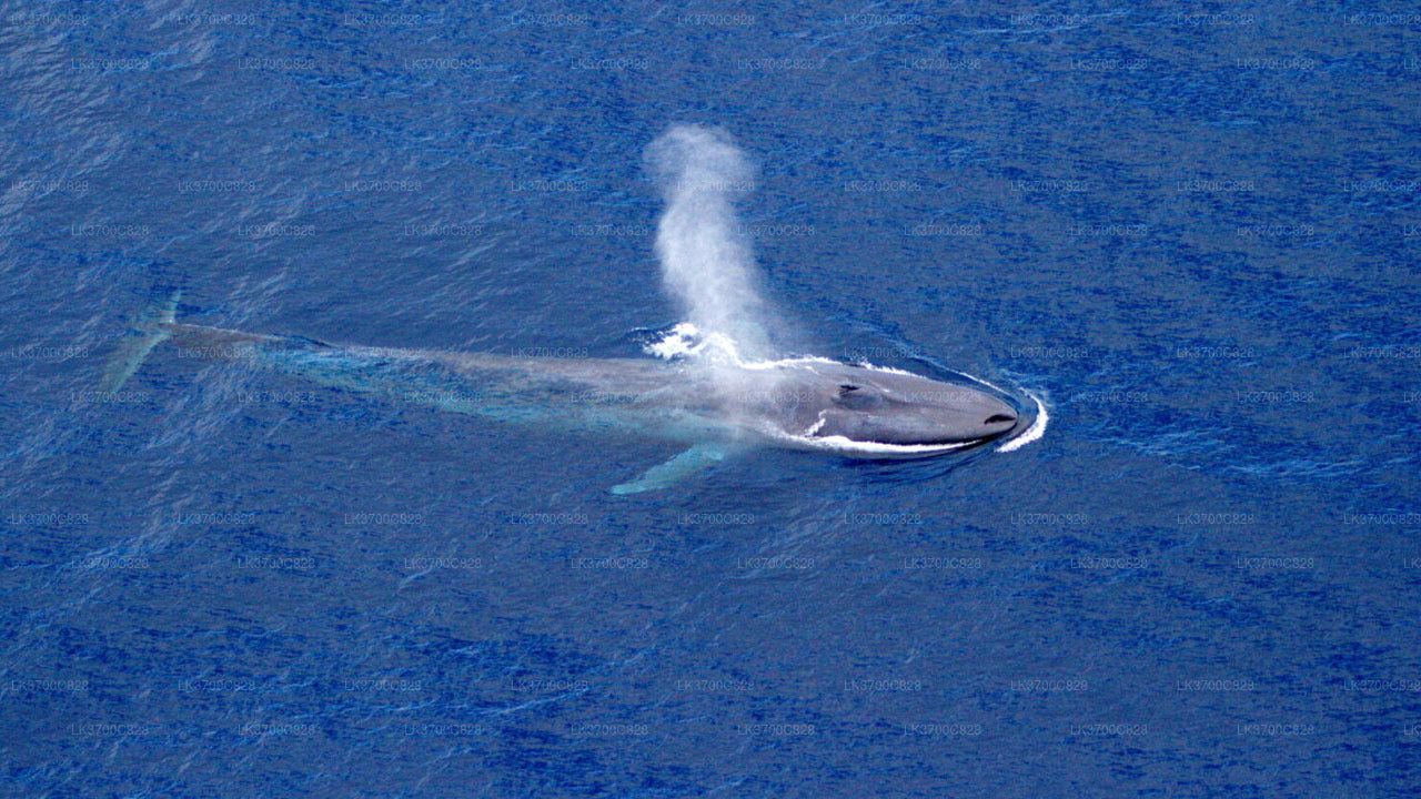 Arial Whale Watching by Airplane from Koggala Airport (KCT)