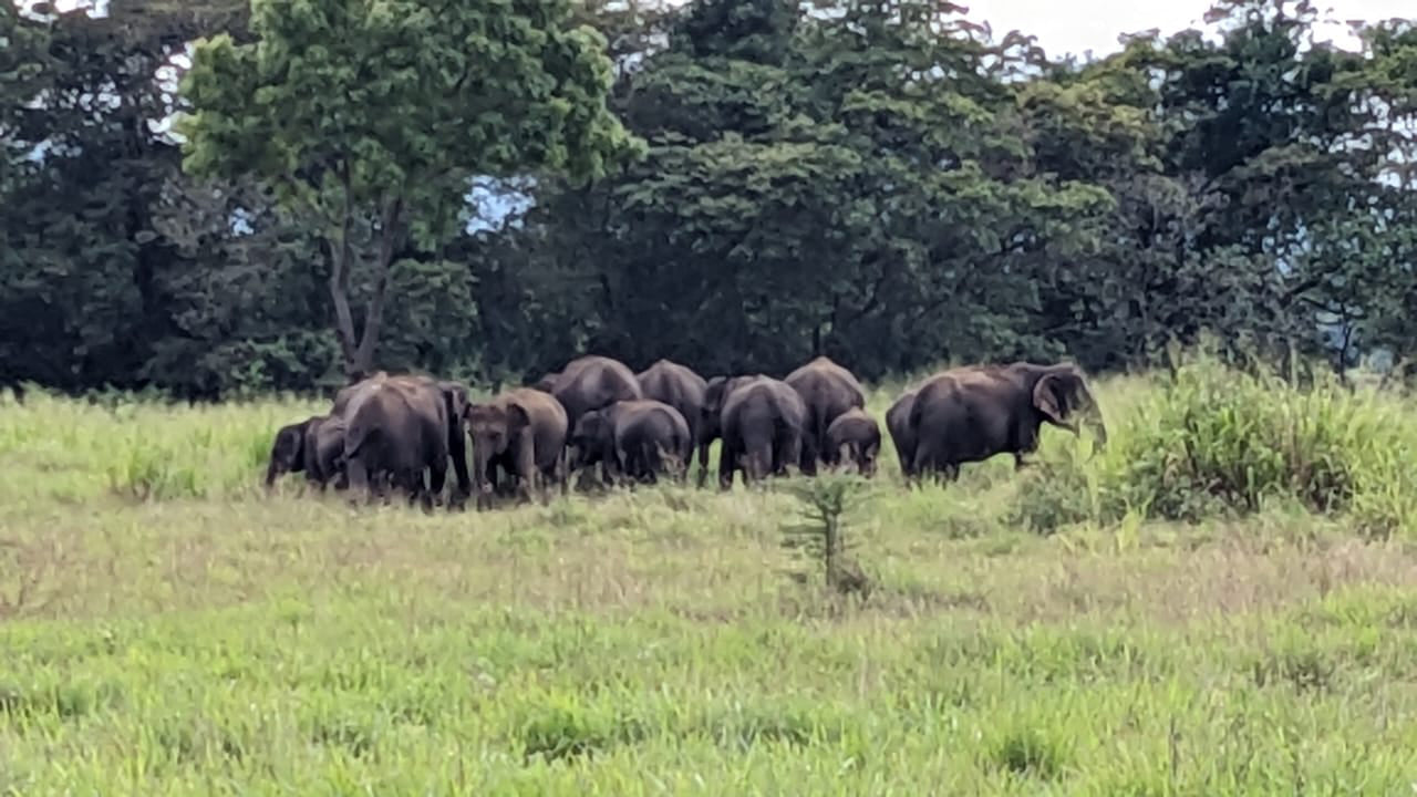 Wasgamuwa National Park Private Safari from Kandy