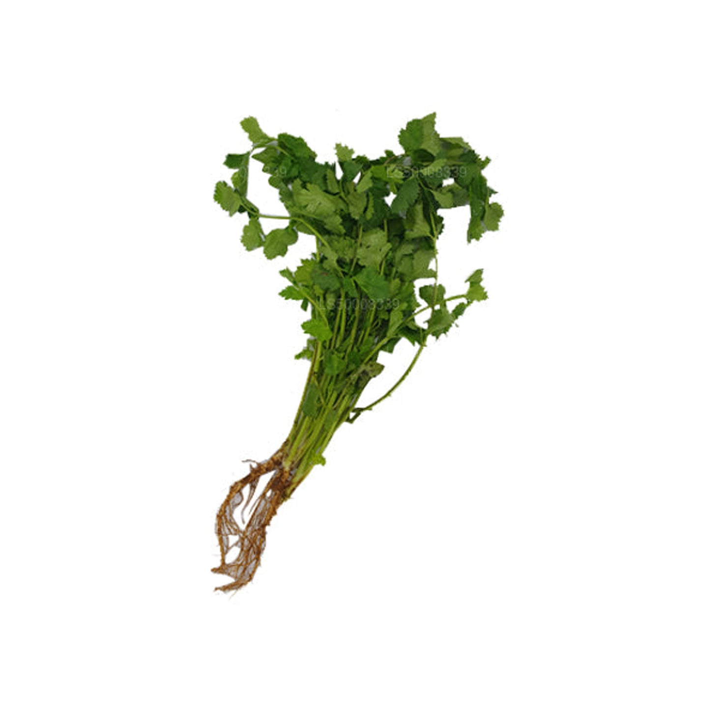 Coriander Leaves (කොත්තමල්ලි කොළ) (100g)