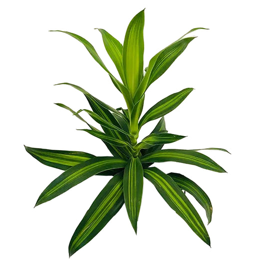 Lakpura Dracaena Reflexa “牙买加之歌”（50 片叶子）中号