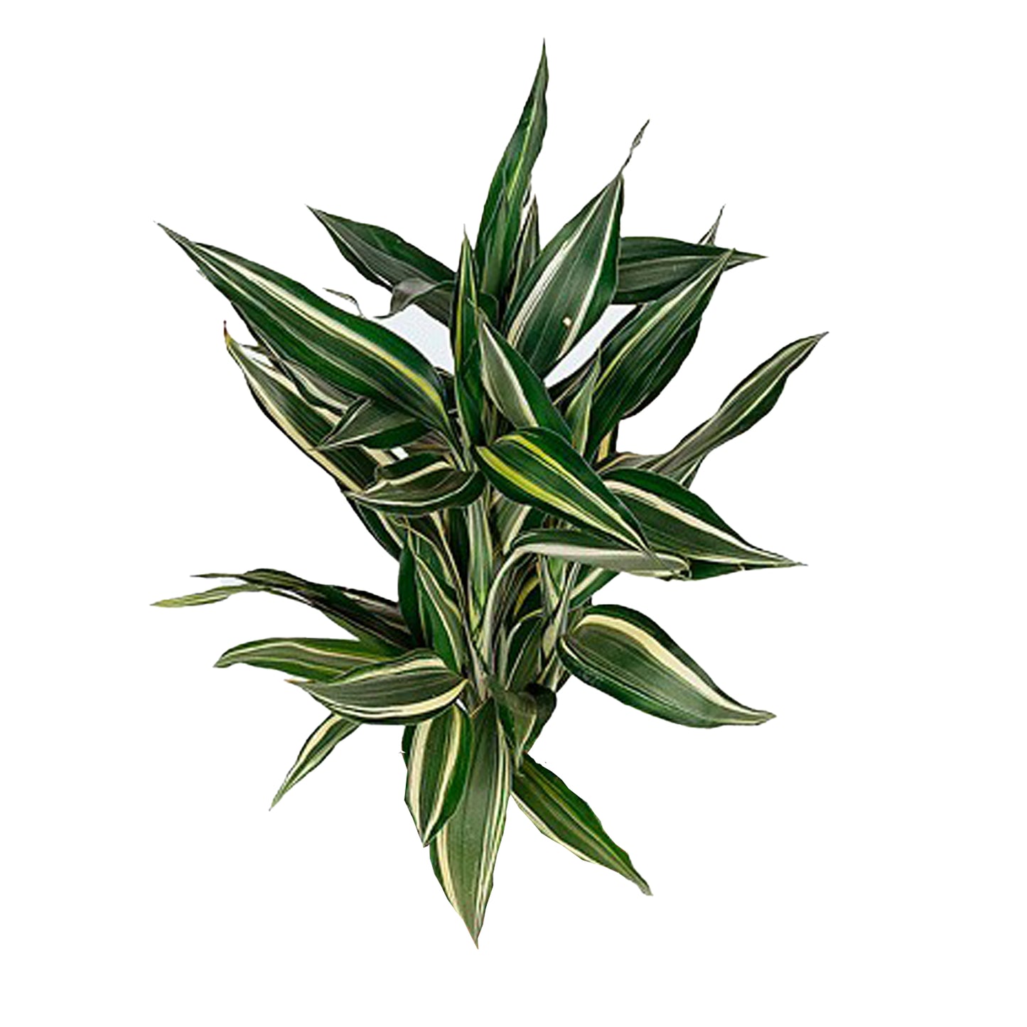 Lakpura Dracaena Sanderiana Victory（50 片叶子）中