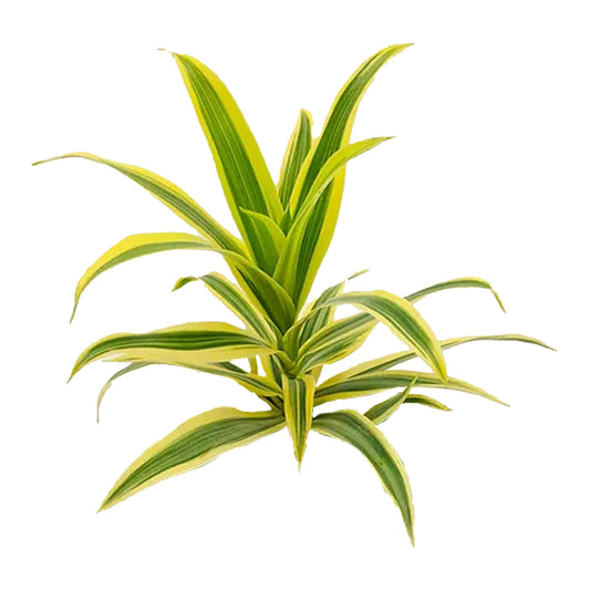 Lakpura Dracaena Reflexa “印度之歌”（50 片叶子）中号