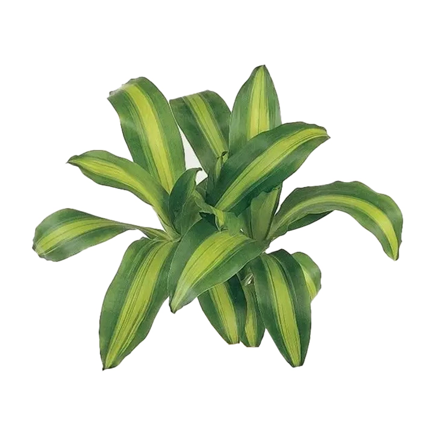 Lakpura Dracaena Massangeana（20 片叶子）中号