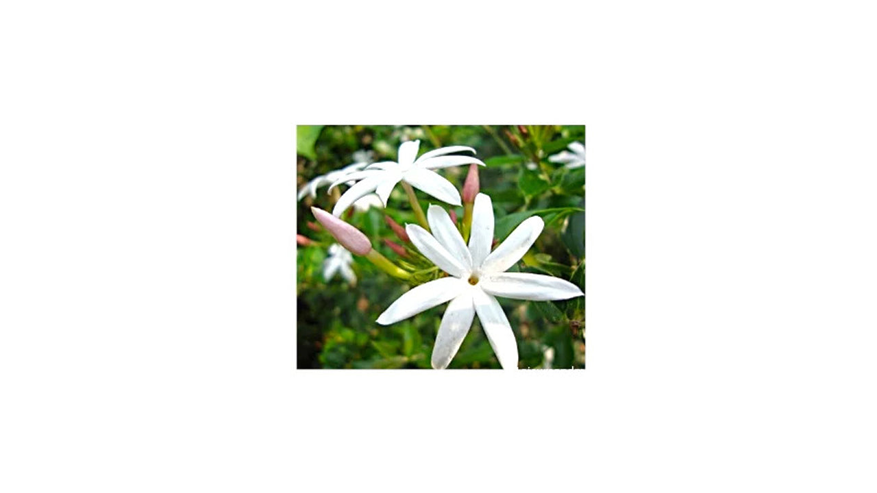 Jasmine (සමන්පිච්ච) Flower and Exotic Plant