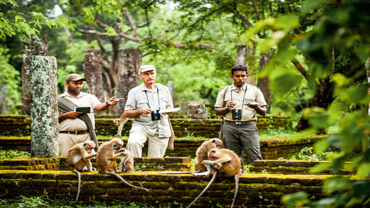 从 Polonnaruwa 探索猴王国
