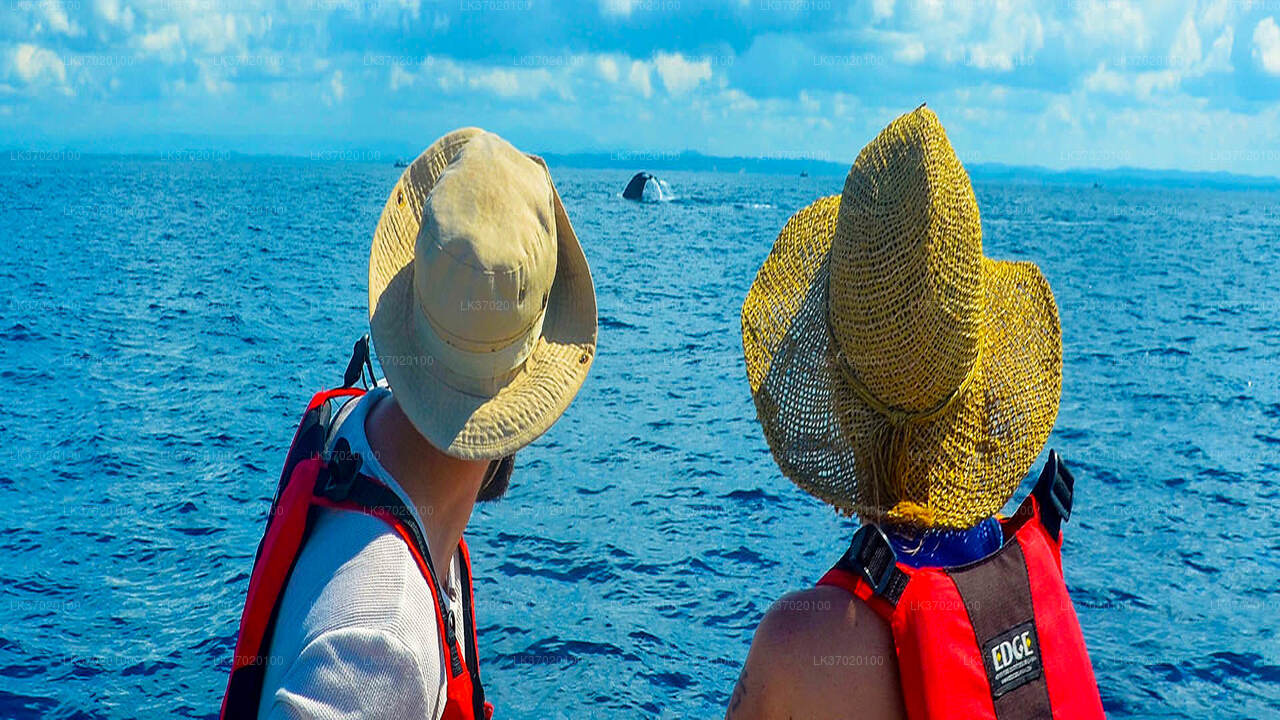 从阿洪加拉出发，乘船观赏鲸鱼