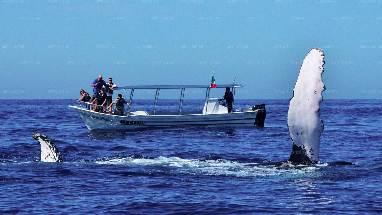 从阿洪加拉出发，乘船观赏鲸鱼