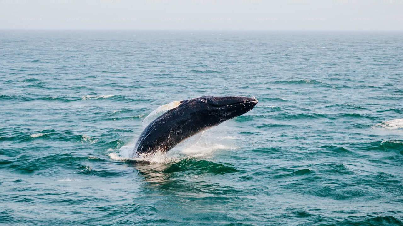 Whale Watching Boat Tour from Tangalle