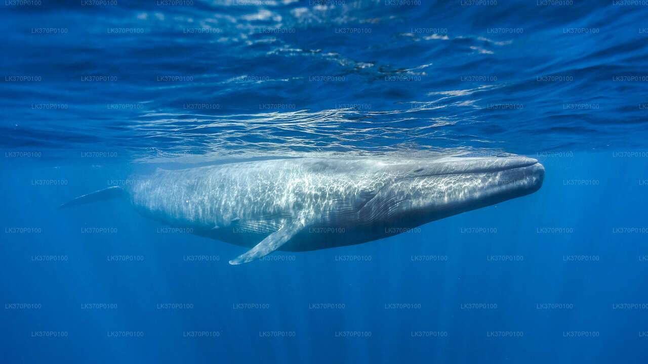 Whale Watching Boat Tour from Tangalle