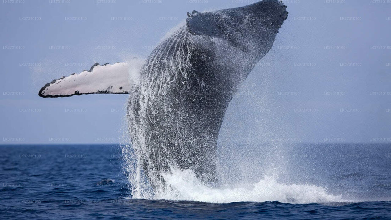 Whale Watching Boat Tour from Ahangama