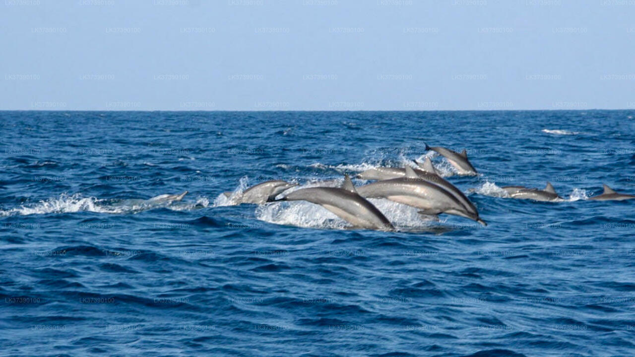 Whale Watching Boat Tour from Balapitiya