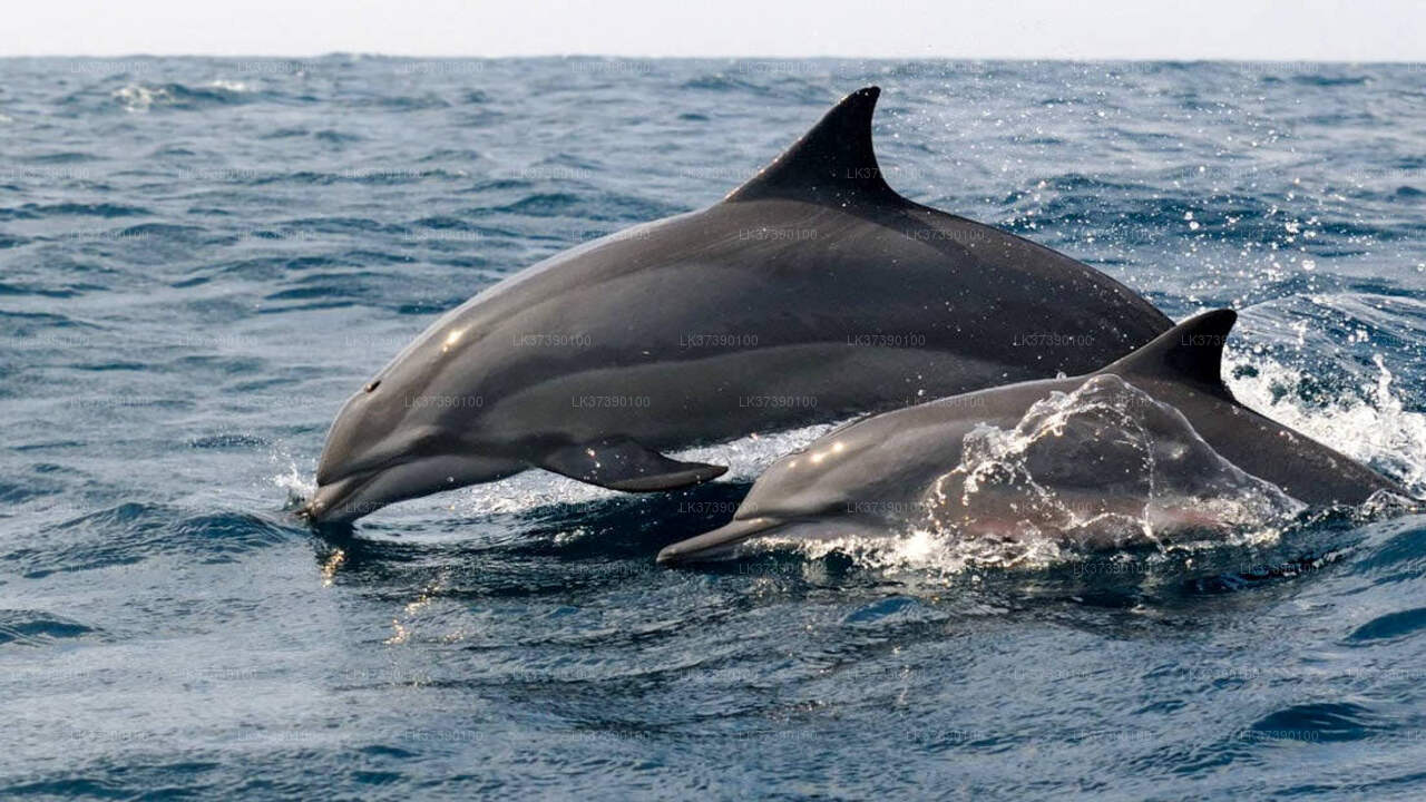 Whale Watching Boat Tour from Balapitiya