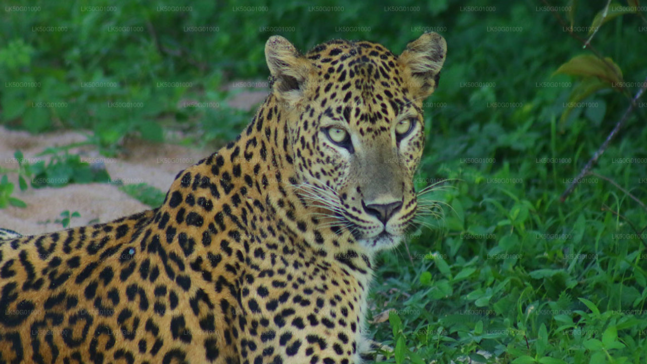 库马纳国家公园私人野生动物园