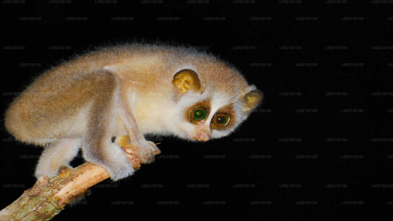 Loris Watching from Kitulgala