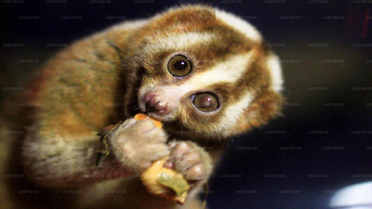 Loris Watching from Kitulgala