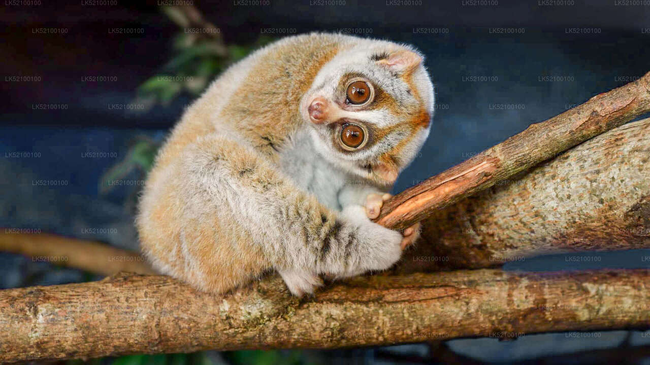 Loris Watching from Kitulgala