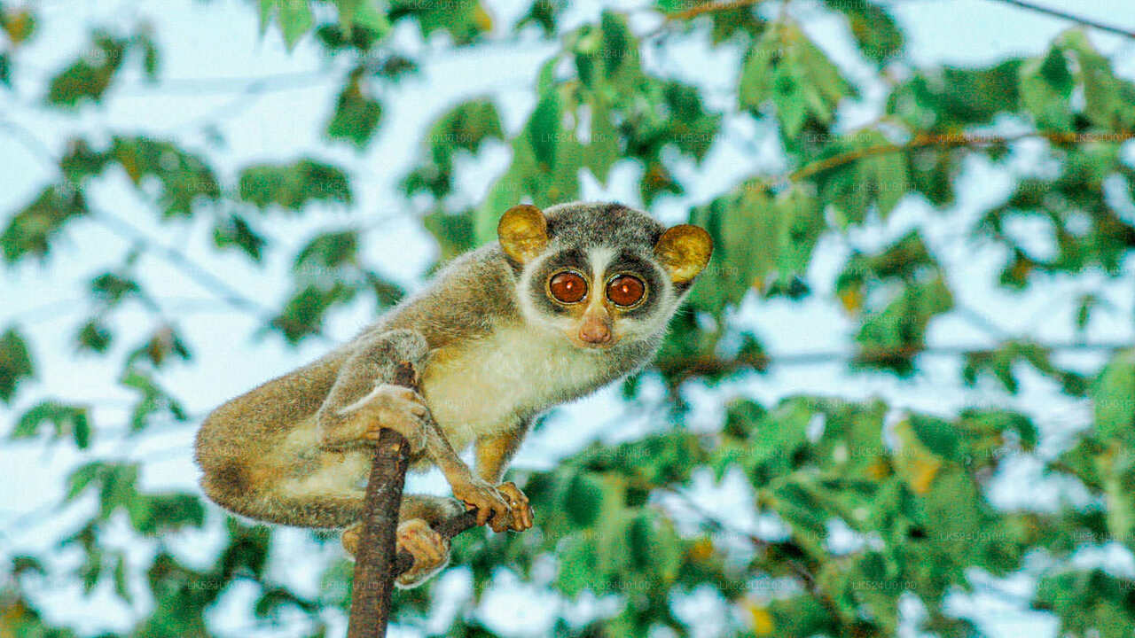 Loris Watching in Sinharaja Rainforest