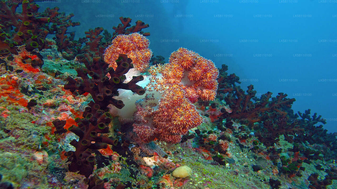 Snorkeling from Hikkaduwa