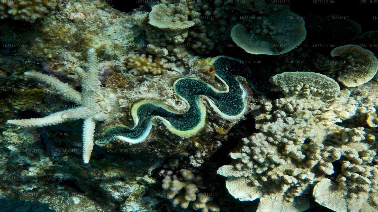 Snorkeling from Hikkaduwa