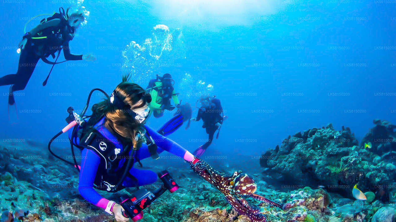 Snorkeling in Bar Reef Marine Sanctuary from Kalpitiya