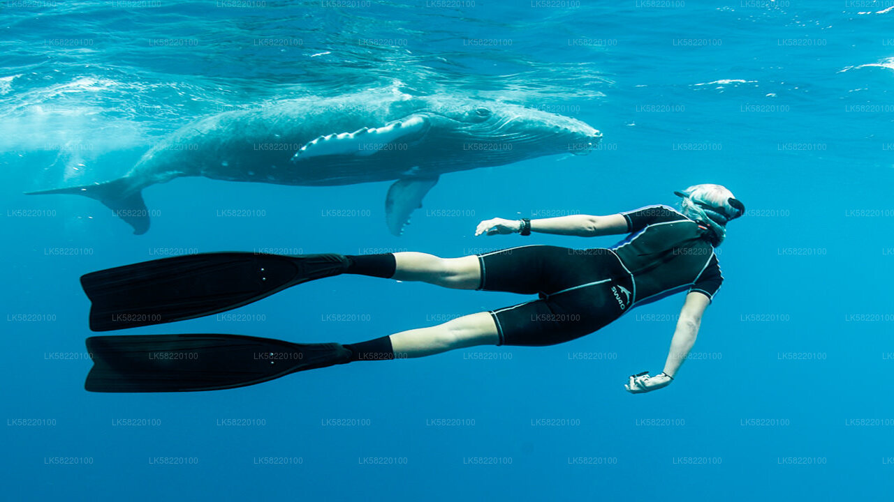 Snorkeling with Whales in Trincomalee