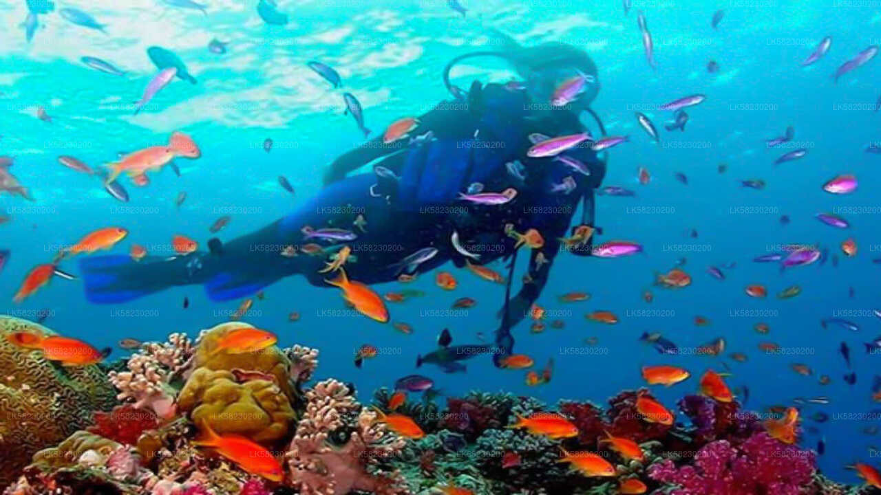 Snorkeling at Coral Island from Trincomalee