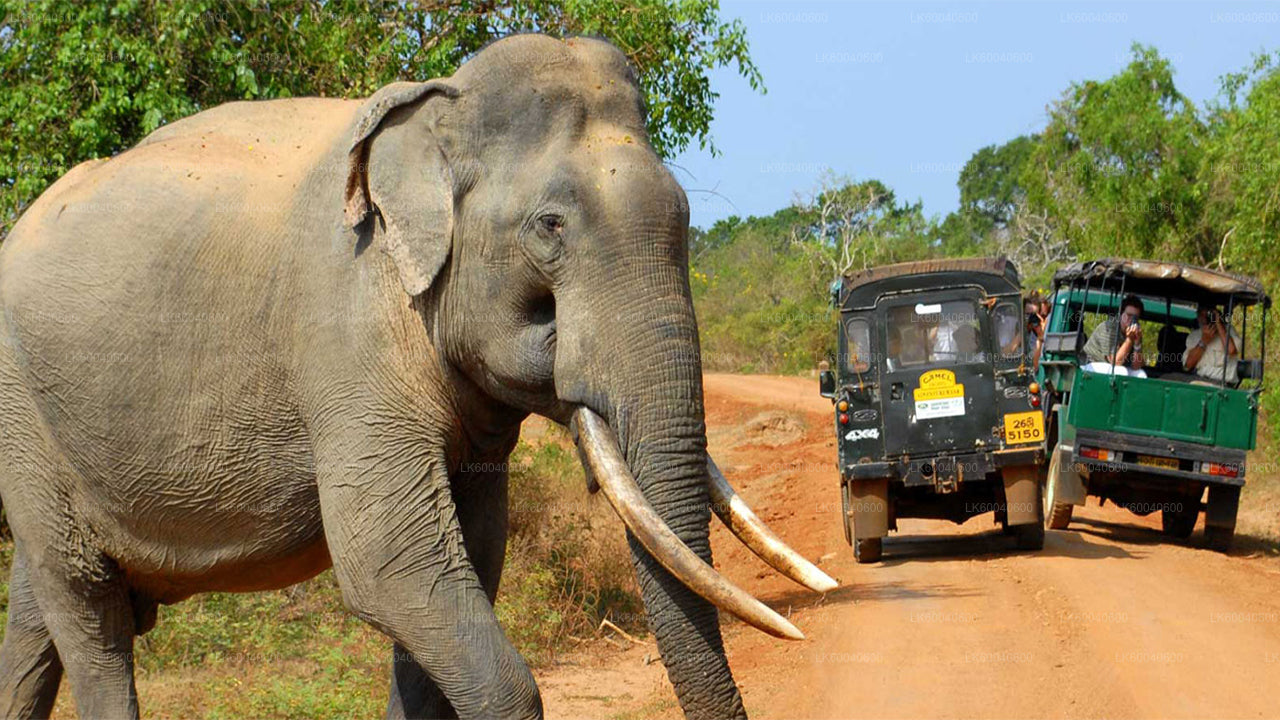 Udawalawe National Park Safari from Galle