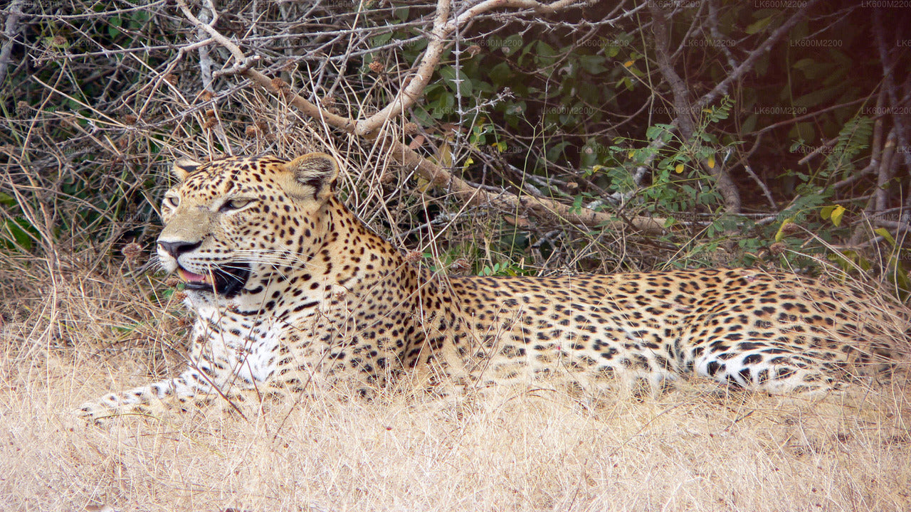 Yala National Park Safari from Ella