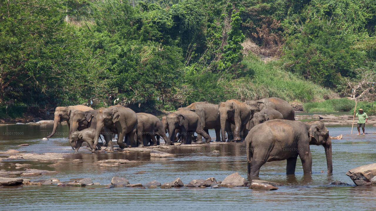 Elephant Explorer Tour from Kandy