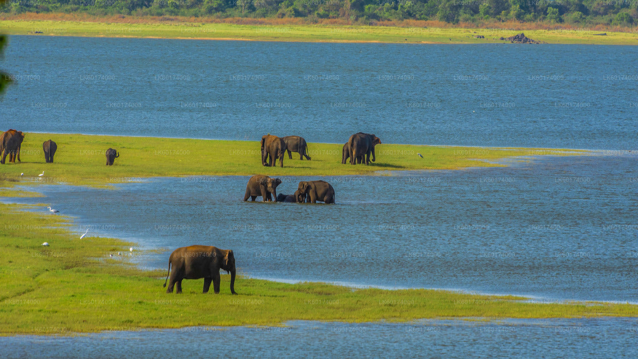 Minneriya National Park Safari from Kandy