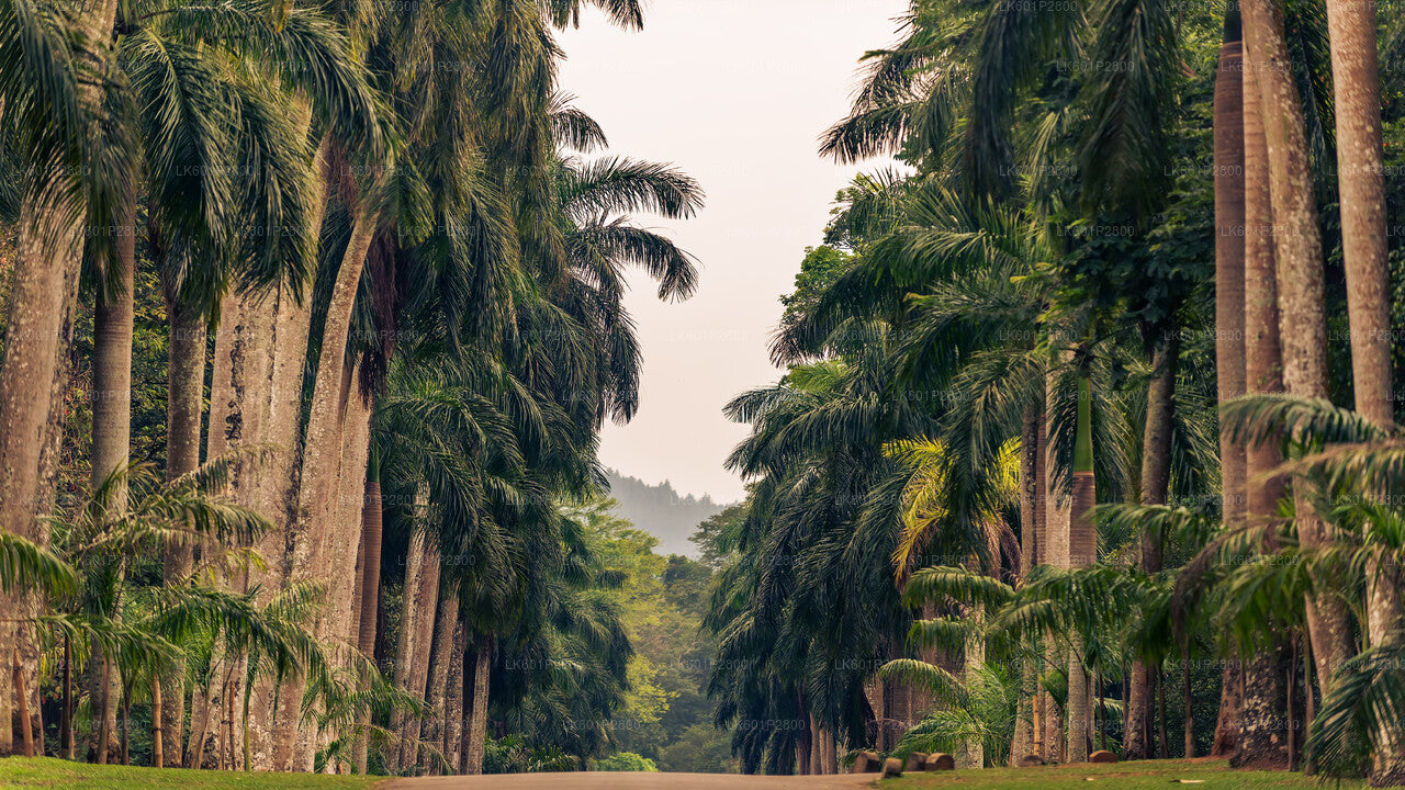 Millennium Elephant Foundation & Kandy From Negombo