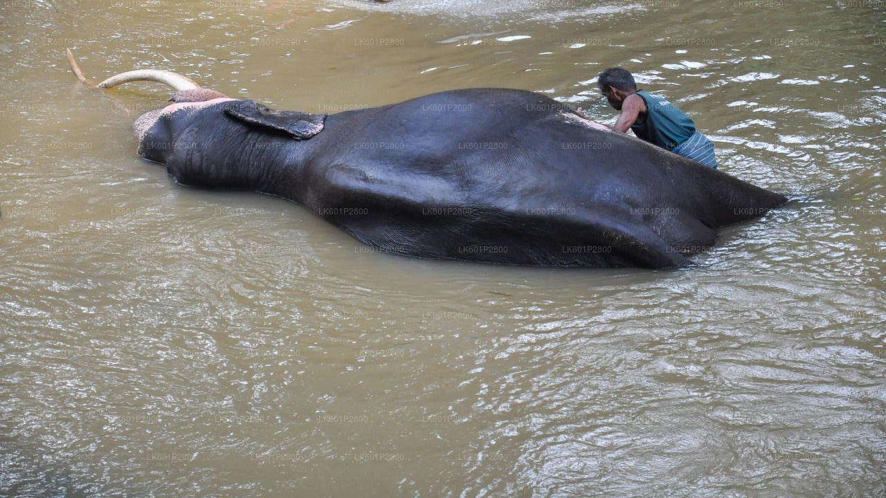 Kandy City Tour and Millennium Elephant Foundation Visit from Negombo