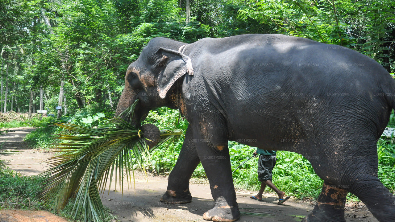 Kandy City Tour and Millennium Elephant Foundation Visit from Negombo