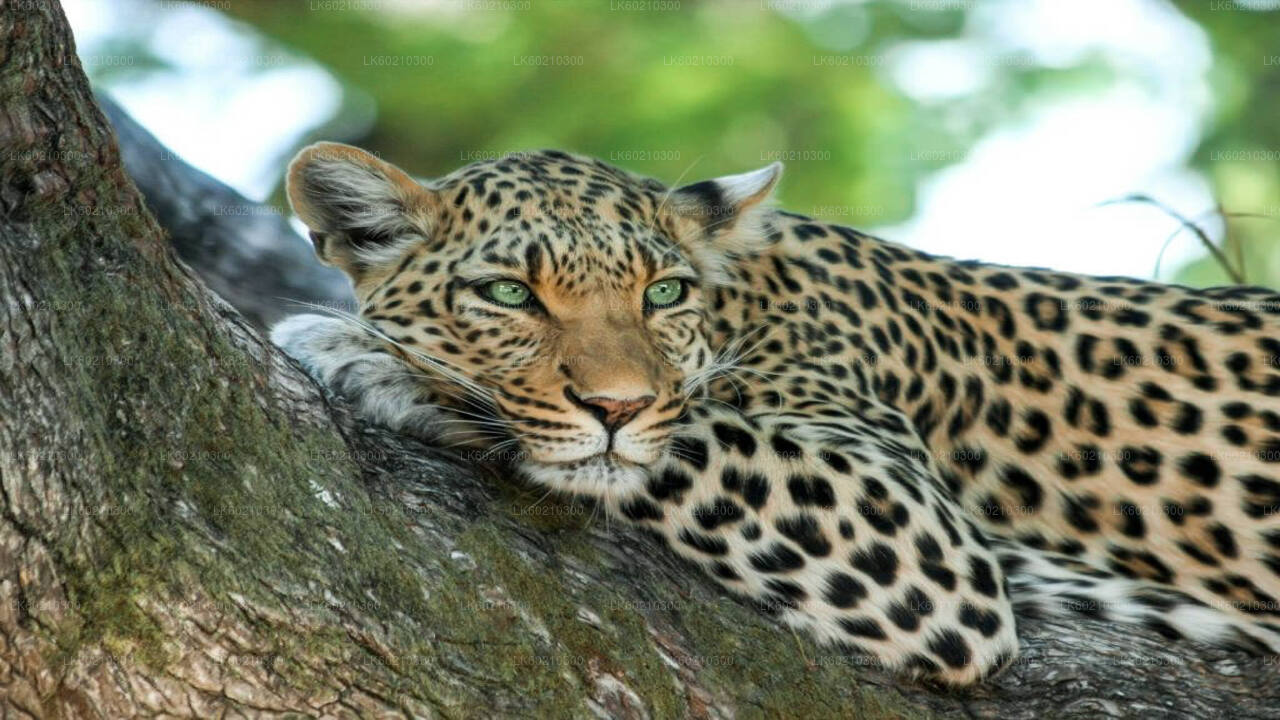 从坦加拉出发的亚拉国家公园野生动物园