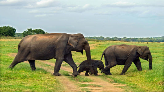 哈巴拉那出发，米内里亚国家公园私人野生动物园