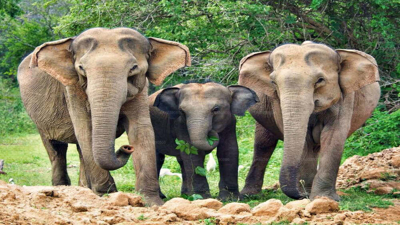 Yala National Park Safari from Balapitiya