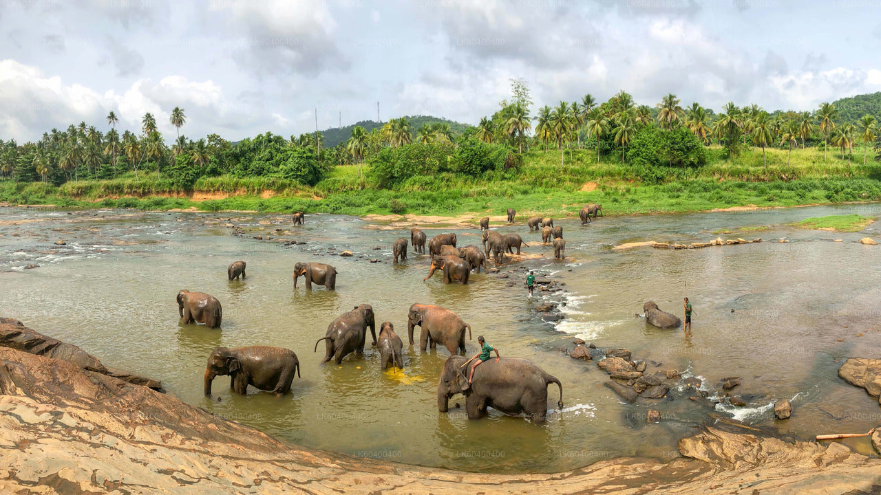 Pinnawala Elephant Orphanage from Ahungalla
