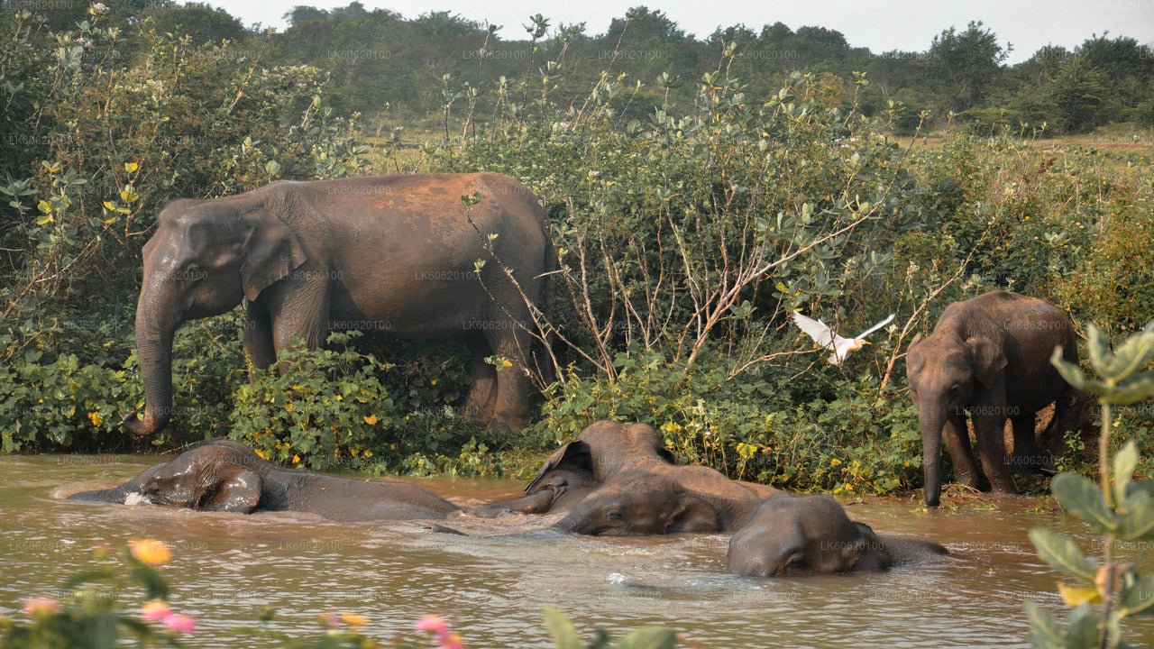 Udawalawe National Park Safari from Talpe