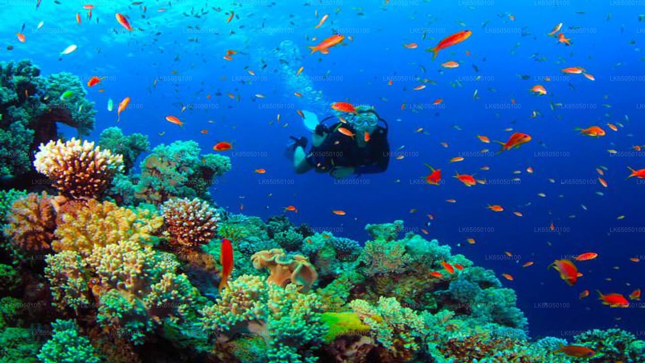 Scuba Diving from Negombo