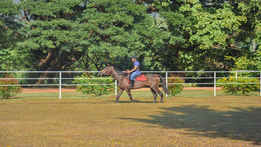 Horse Riding for Beginners from Negombo