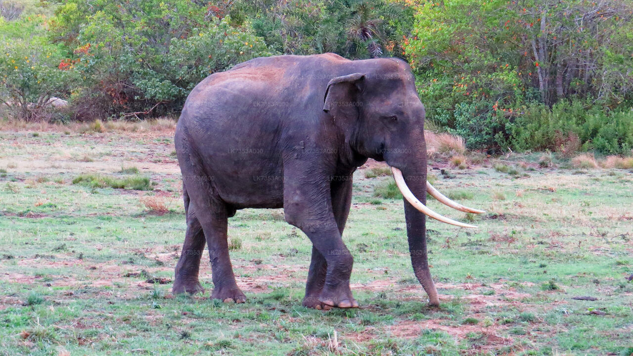 Camping at Kumana National Park