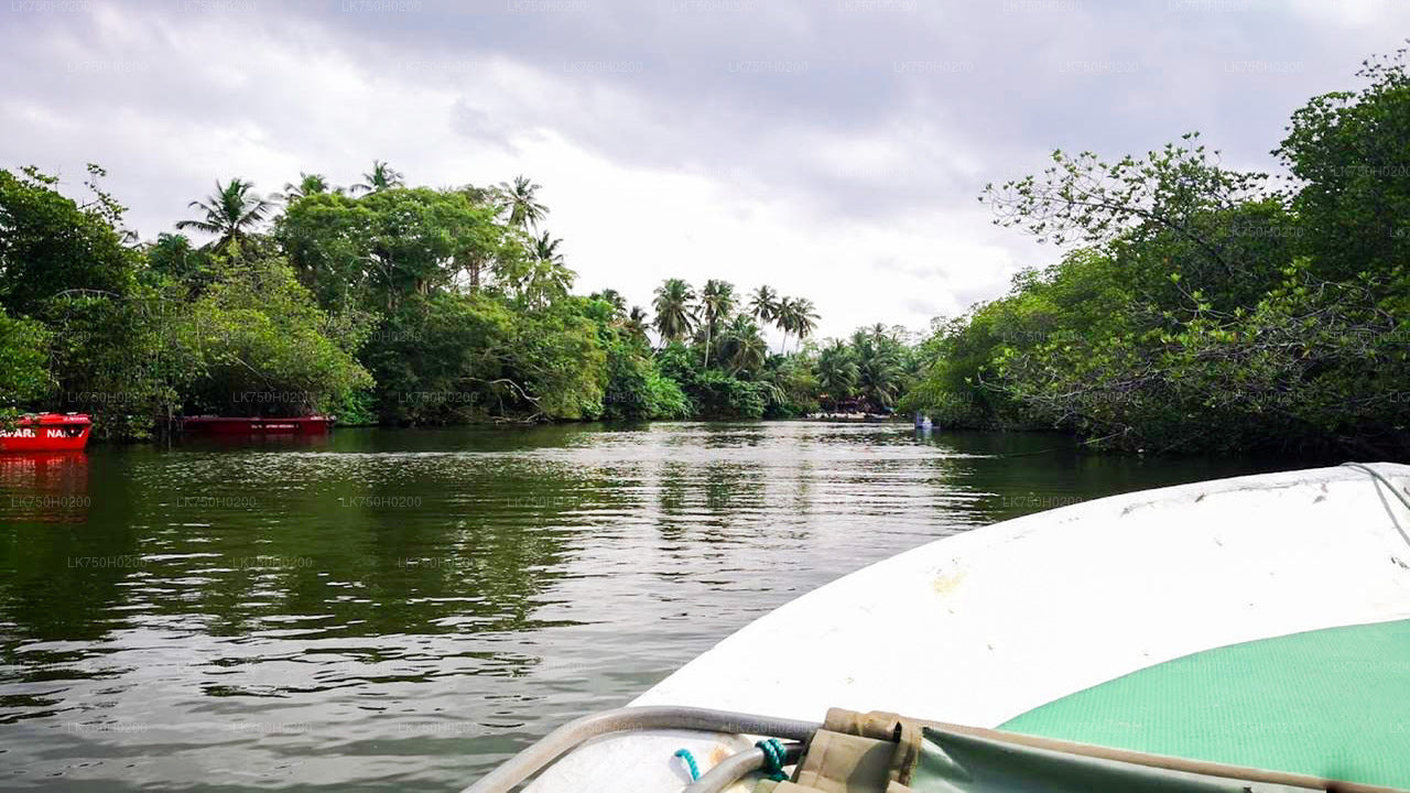 Birdwatching at Muthurajawela Marsh from Colombo