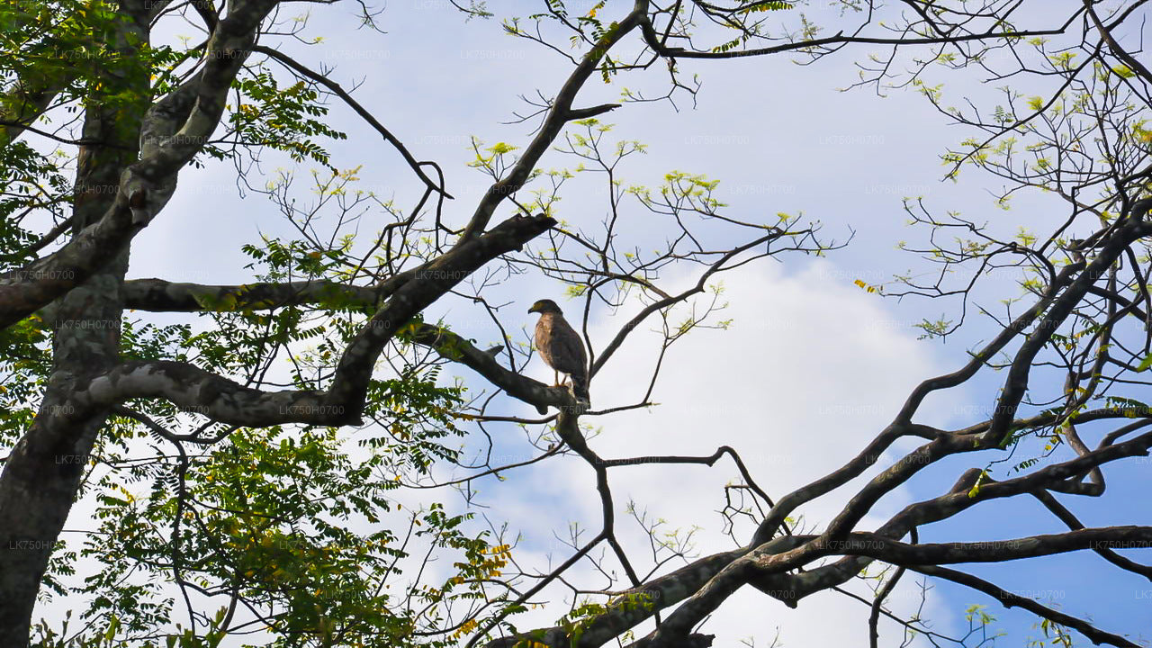 Birdwatching at Anawilundawa Sanctuary from Colombo